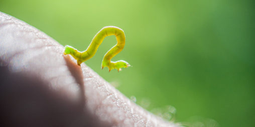 Close up of a green Inchworm on person’s hand.