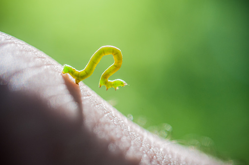 Close up of a green Inchworm on person’s hand.