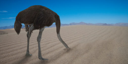 Ostrich hiding his head under  sand