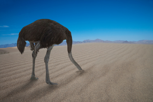 Ostrich hiding his head under  sand