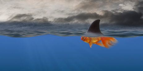 Goldfish with shark’s fin swimming underwater