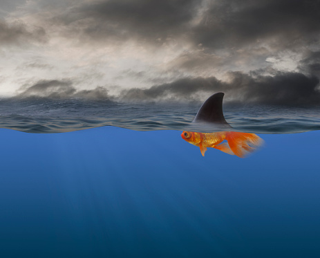 Goldfish with shark’s fin swimming underwater