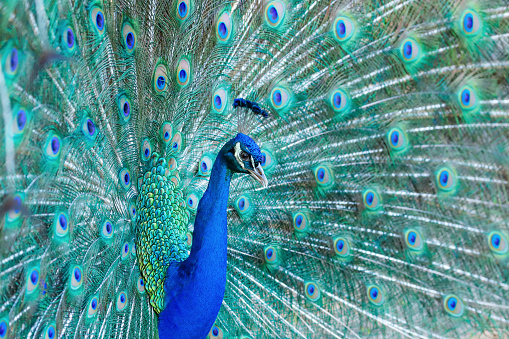 Peacock Full Display