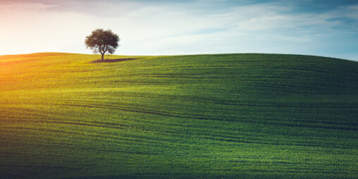 Lonely Tree In Tuscany